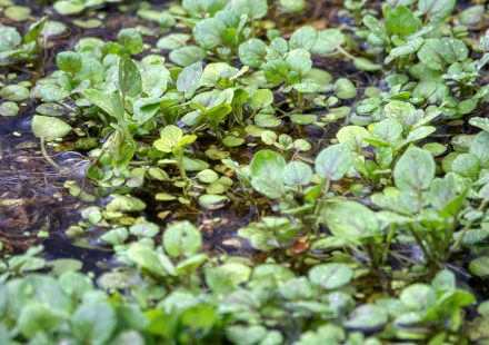 Vergelijk eetbare en sierplanten voor je tuin