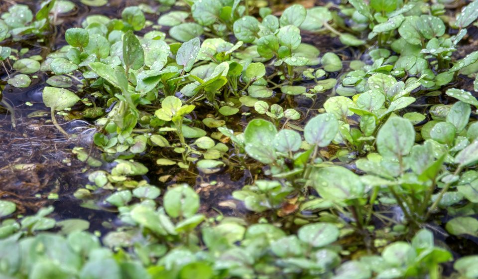 Vergelijk eetbare en sierplanten voor je tuin