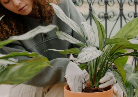 Planten voor een geurige tuin: zo kies je ze