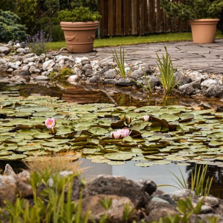 Tuinvijver met waterlelies, stenen en groen