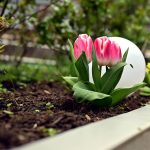 Roze tulpen in bloei in een bloemperk