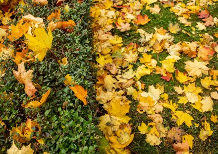 Herfstbladeren op een groene haag en gras
