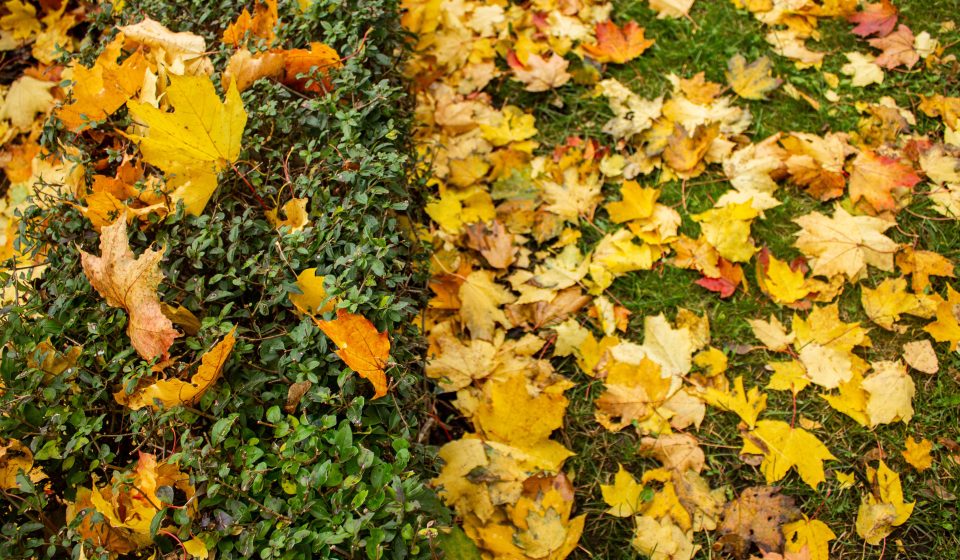 Herfstbladeren op een groene haag en gras