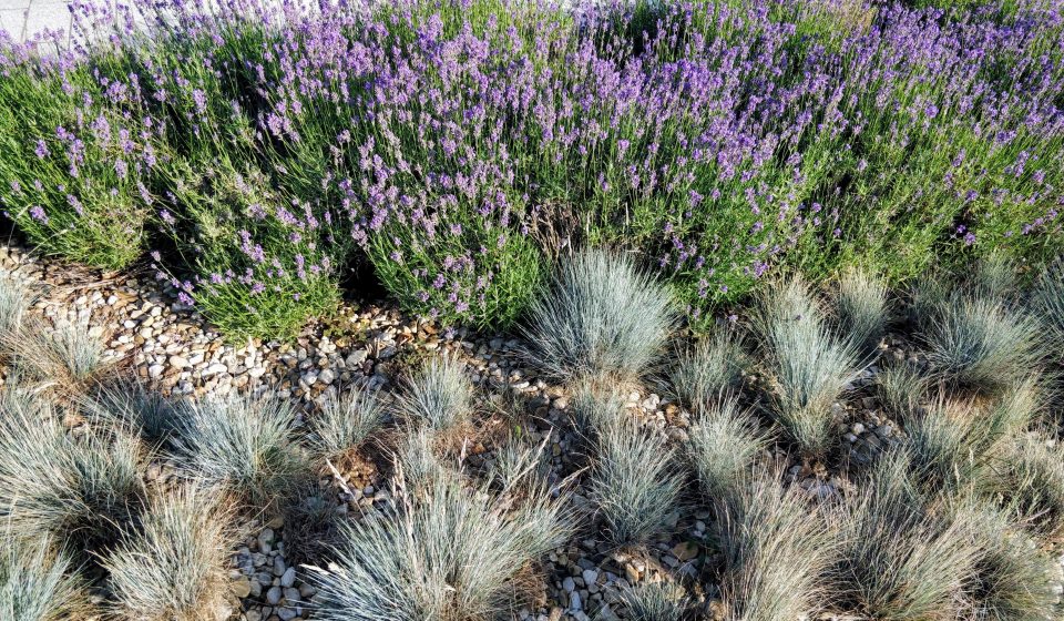 Lavendel en festucagras in een onderhoudsarme tuin