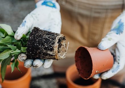 Handen verplanten een plant met zichtbare wortels in een kleipot