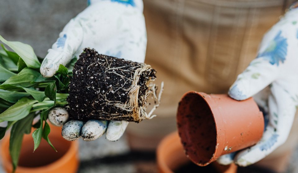 Handen verplanten een plant met zichtbare wortels in een kleipot