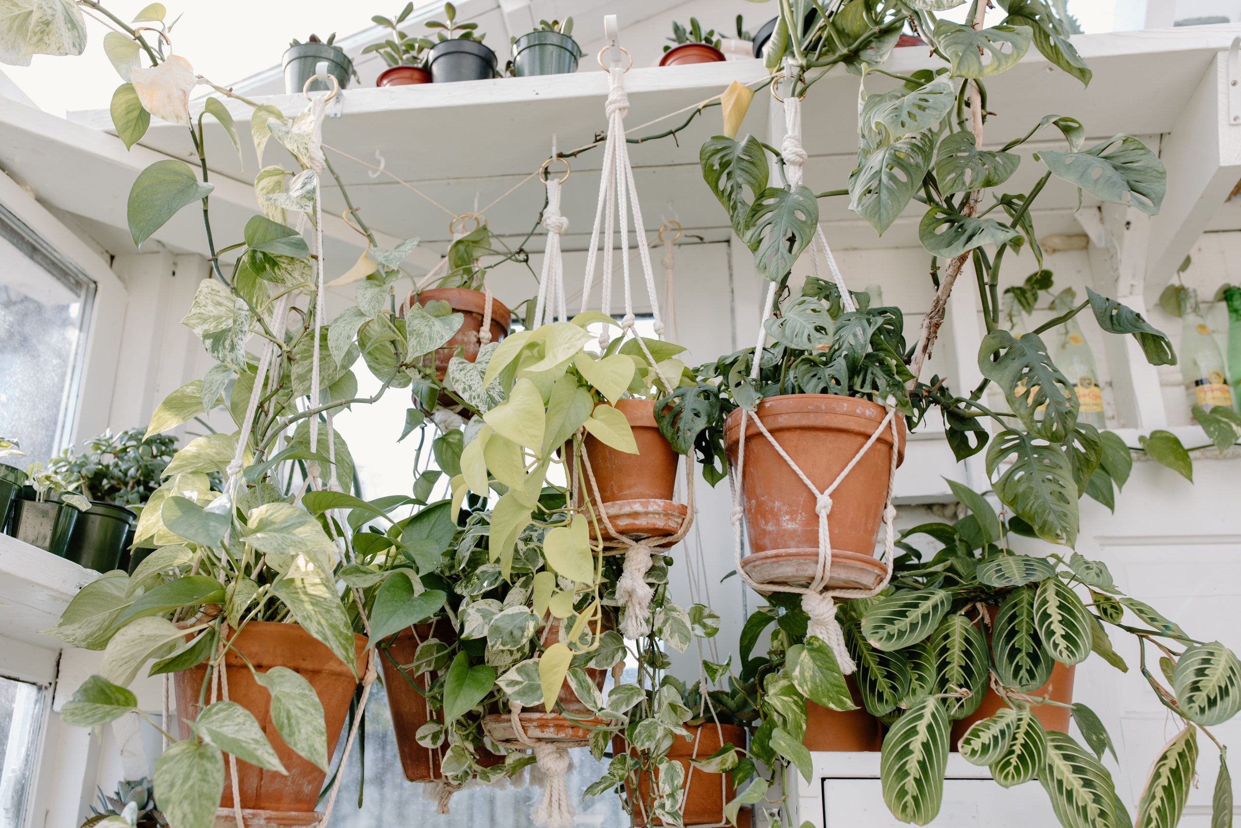 Hangplanten voor binnen: de mooiste soorten en hoe je ze ophangt