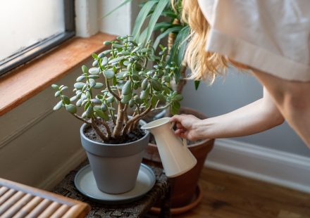 Vrouw geeft kamerplanten water bij een zonnig raam